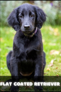 Flat coated Retriever