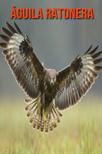 Águila ratonera