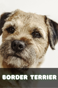 Border Terrier