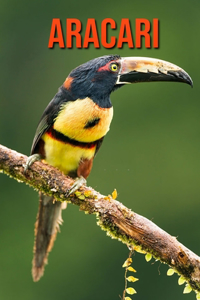 Aracari