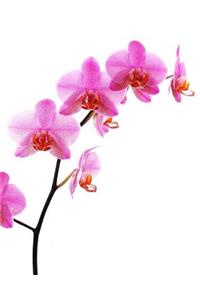 The Orchid Journal