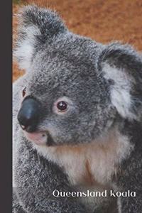 Queensland Koala