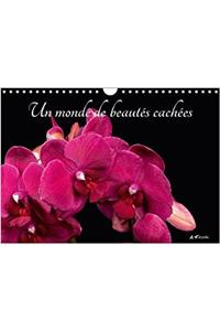 Monde De Beautes Cachees 2018