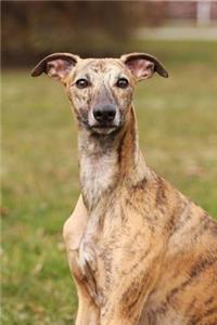 The Whippet Dog Journal