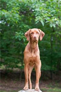 Vizsla