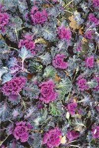 Cabbage Flowers (Brassica Oleracea) Journal