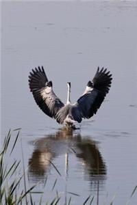 Cool Blue Heron Spreading Its Wings to Fly Bird Journal