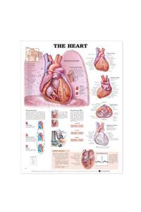 Heart Anatomical Chart