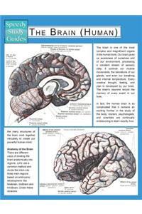 The Brain (Human) (Speedy Study Guide)