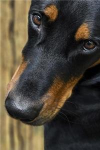 The Loving Eyes of a Beauceron Dog Journal