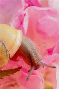 Snail on a Pink Rose Journal