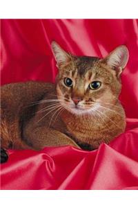 School Composition Book Resting Cat Photo 200 Pages