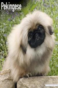 Pekingese Calendar 2019