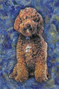 Labradoodle