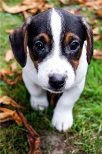 A Cute Puppy Dog Journal
