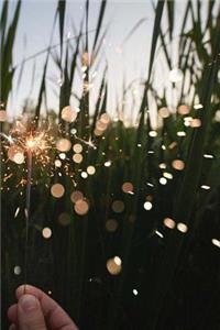 Dazzling Sparkler in a Corn Field