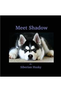 Meet Shadow the Siberian Husky