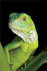 Green Iguana Notebook & Journal. Productivity Work Planner & Idea Notepad