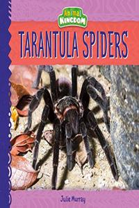Tarantula Spiders