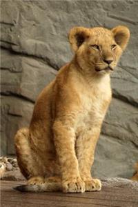 Young Lion Portrait Journal