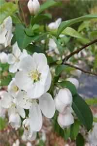 Journal Spring Flowering Tree Branch Full Bloom