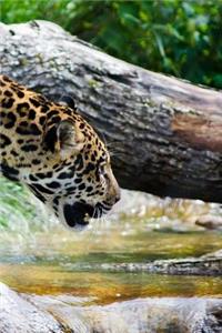 Jaguar in the Jungle Notebook