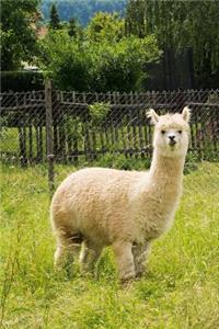 Alpaca Journal: Blank Notebook, Diary, 110 Pages, College Ruled, 6x9 Inches