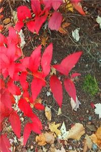2019 Daily Planner Autumn Foliage Fall Colors 384 Pages