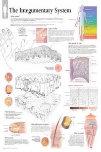 Integumentary System Wall Chart