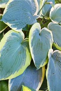 Journal Hosta Garden