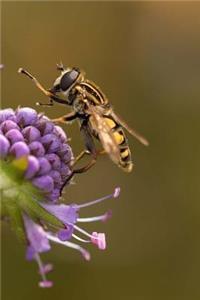 Hoverfly Notebook