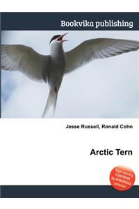 Arctic Tern
