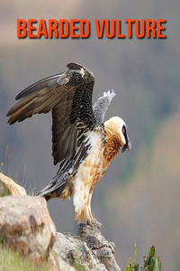 Bearded Vulture: Amazing Facts about Bearded Vulture