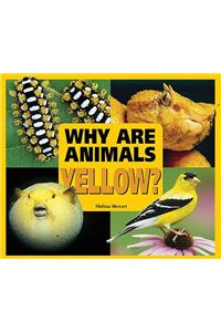 Why Are Animals Yellow?