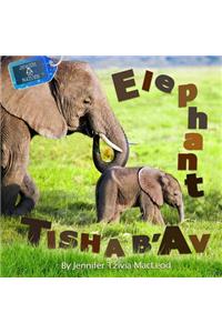 Elephant Tisha b'Av