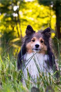 Darling Sheltie in the Grass Dog Journal