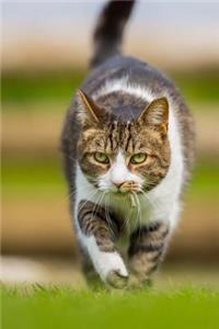 A Gorgeous Intense Tabby Cat on the Prowl Journal
