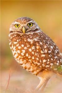 Beautiful Owl Bird Journal