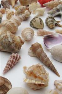 Sweet Seashell Collection Journal