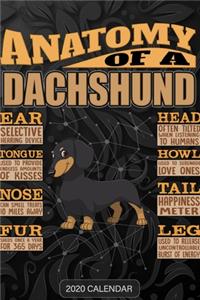 Anatomy Of A Dachshund
