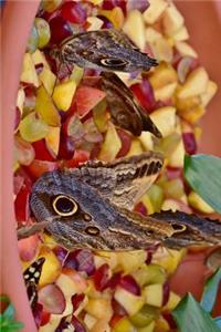 Pretty Owl Butterfly Gathering Journal