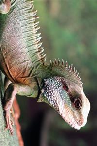 Chinese Water Dragon Resting Journal