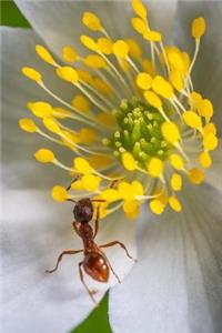 Insect Notebook