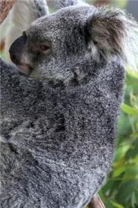 Koala Notebook - Journal Gift for Cute Animal Lovers