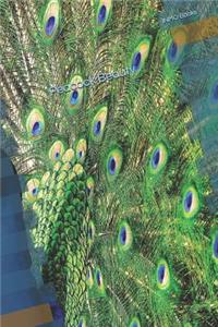 Peacock Beauty