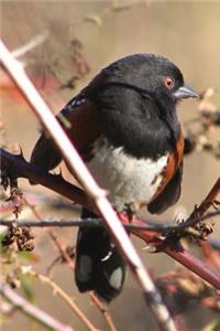 Sweet Little Songbird on a Vine Journal