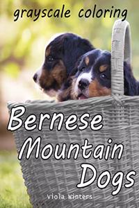 Bernese Mountain Dogs