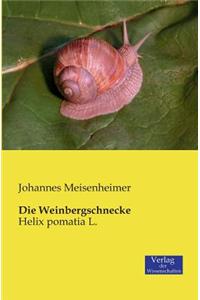 Weinbergschnecke: Helix pomatia L.