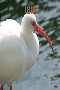 Ibis