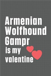 Armenian Wolfhound Gampr is my valentine